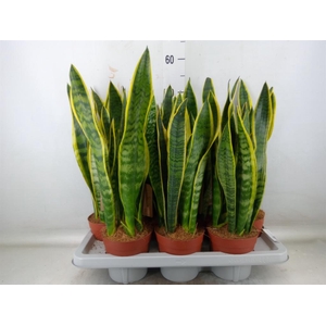 Sansevieria trifa. 'Futura Superba'