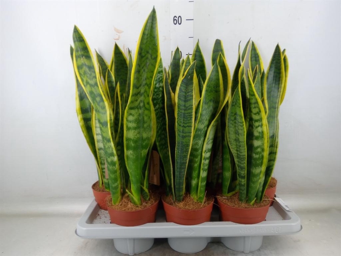 <h4>Sansevieria trifa. 'Futura Superba'</h4>