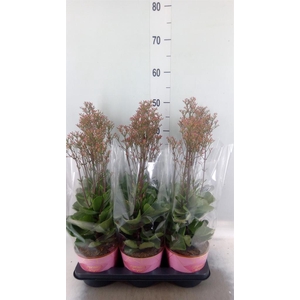 Kalanchoe  'WildFlow Surp Canyon'