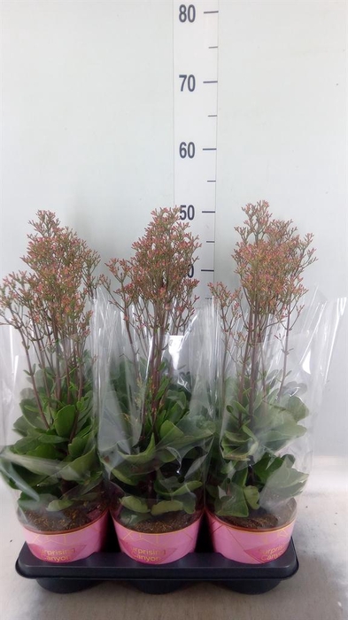 <h4>Kalanchoe  'WildFlow Surp Canyon'</h4>