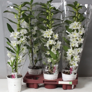 DENDR N SC APOLLON