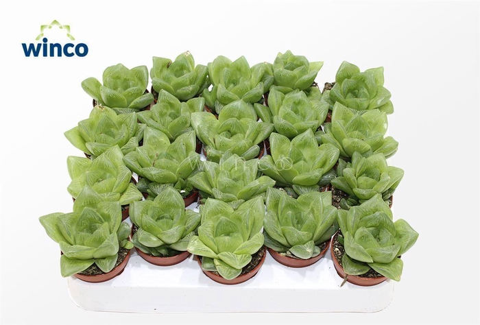 <h4>Haworthia Cooperii</h4>