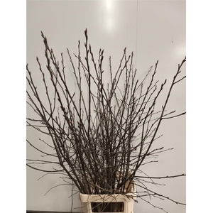 Krentebloesem P Stem