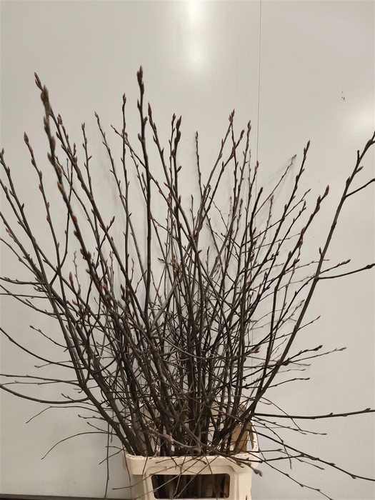 <h4>Krentebloesem P Stem</h4>