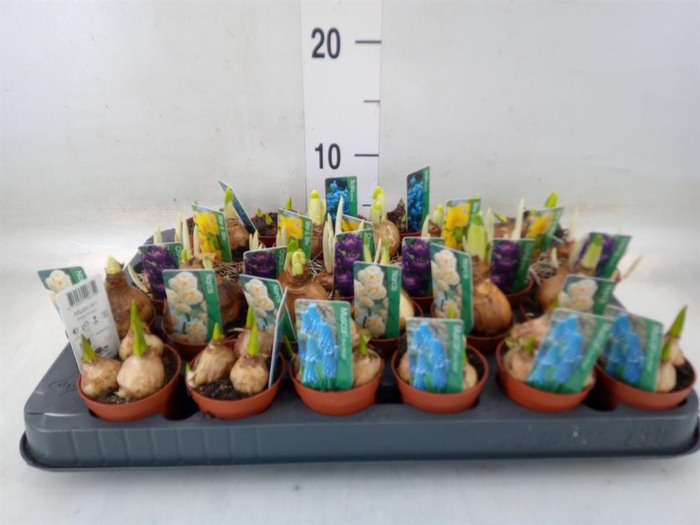 <h4>Bolbloemen   ...mix</h4>