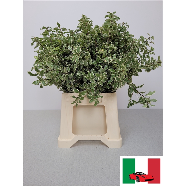 <h4>PITTOSPORUM PB SILVER QUEEN</h4>