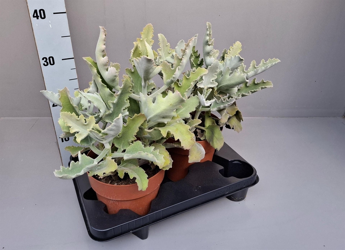 <h4>Kalanchoe NF beharensis</h4>