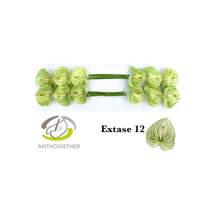 <h4>Anth A Extase</h4>