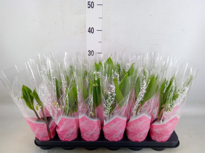 <h4>Convallaria majalis</h4>