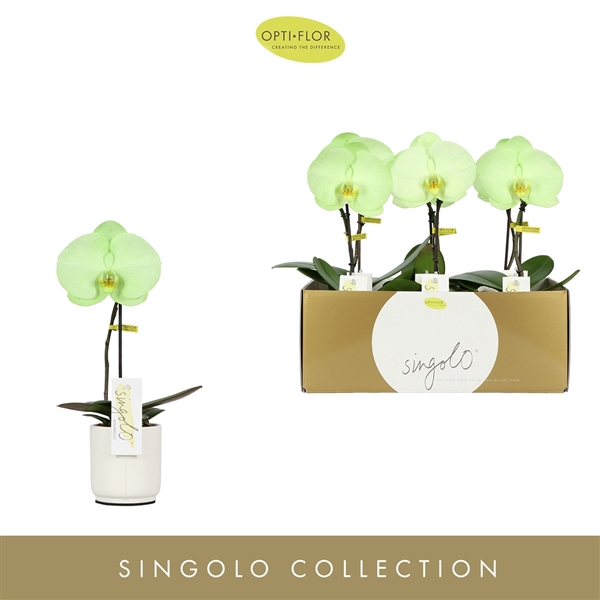 <h4>Singolo Aquarello Forrest in Lazio White</h4>