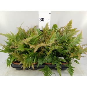 Dryopteris erythrosora