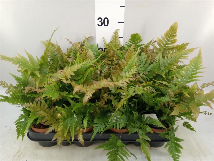 <h4>Dryopteris erythrosora</h4>