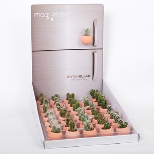 CACTACEAE 551625 magneet Terracotta
