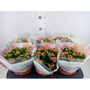 Kalanchoe blos. 'RosDon Nando'