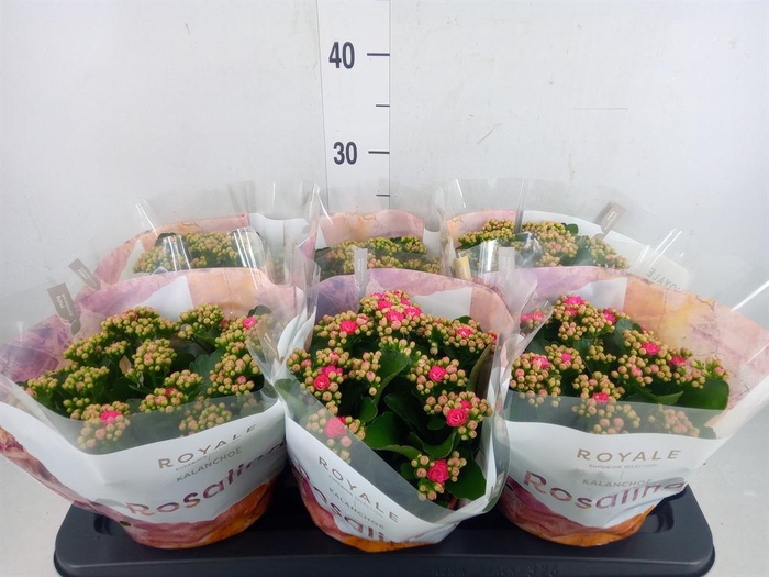 <h4>Kalanchoe blos. 'RosDon Nando'</h4>