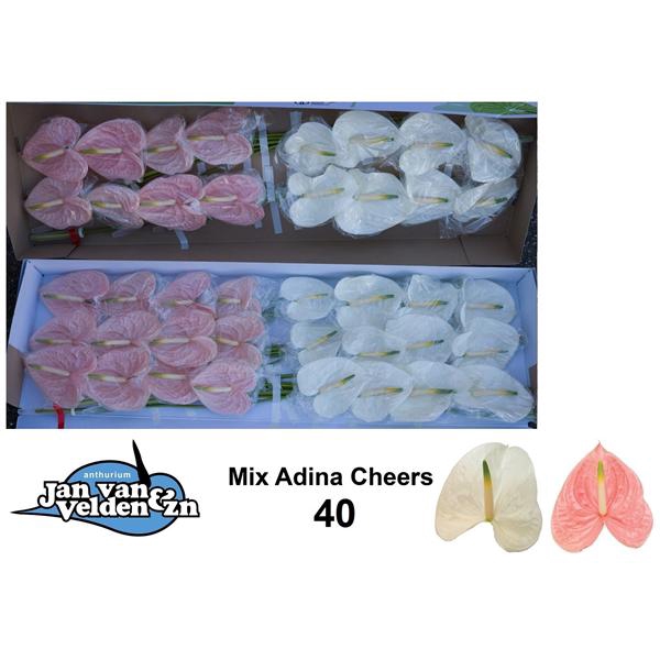 <h4>Anth A Mix Adina Cheers 11 cm X40 Jan van Velden</h4>