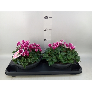Cyclamen KL   ...patio