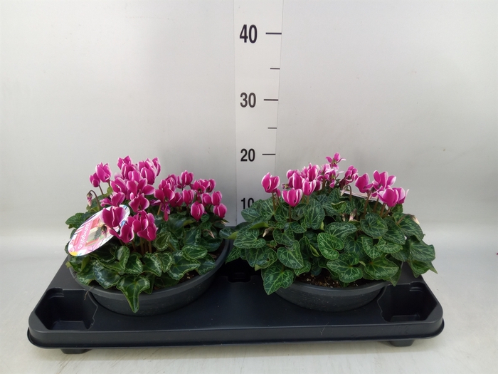 <h4>Cyclamen KL   ...patio</h4>