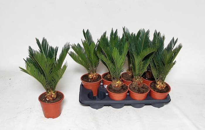 <h4>CYCAS REVOLUTA</h4>