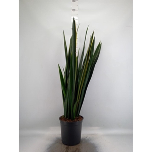 Sansevieria   ...