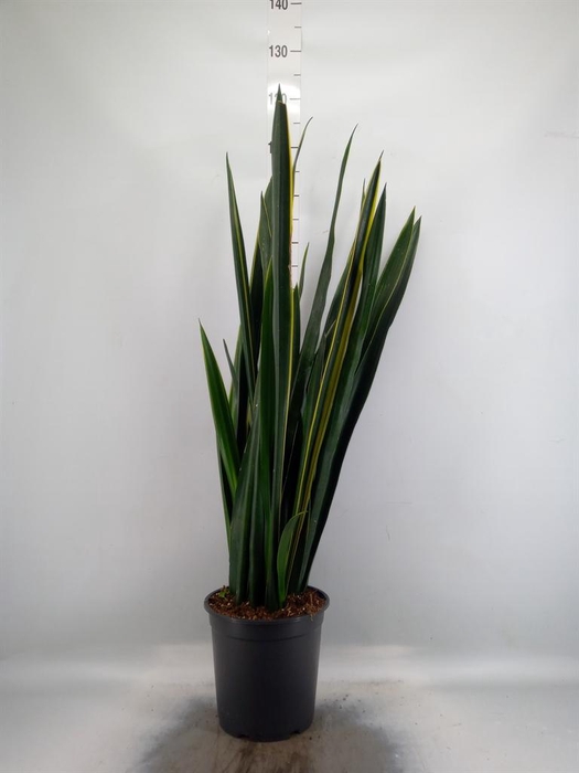 <h4>Sansevieria   ...</h4>