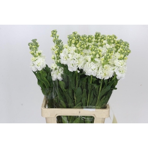 Matthiola Iron White