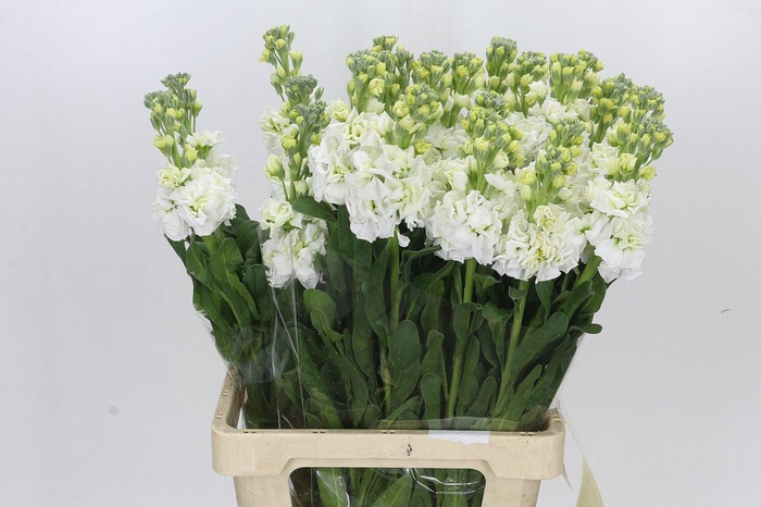 <h4>Matthiola Iron White</h4>