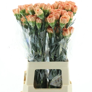 Di St Col Gobi Orange