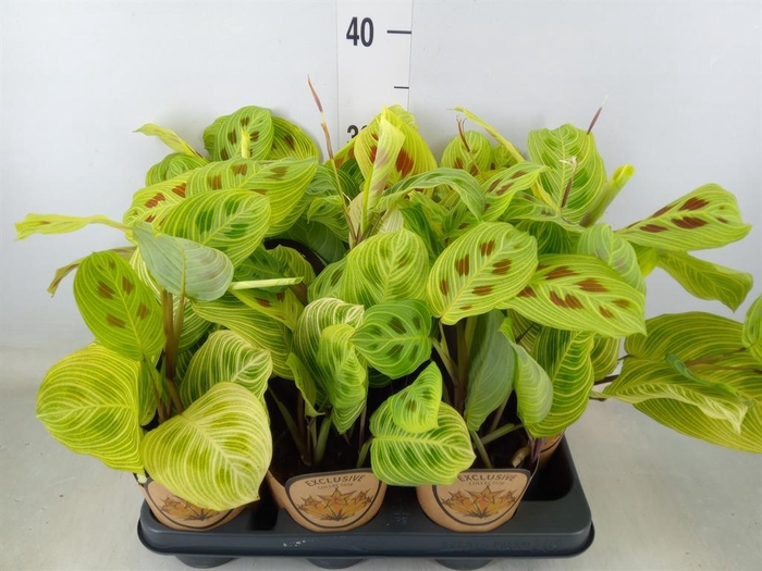 <h4>Maranta leuc.   ...</h4>