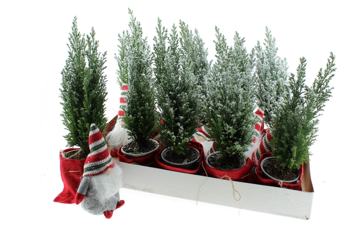 <h4>Cham L Ellwoodii</h4>