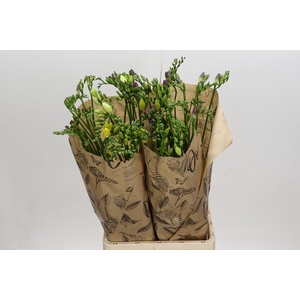 Freesia One XXL Mixed