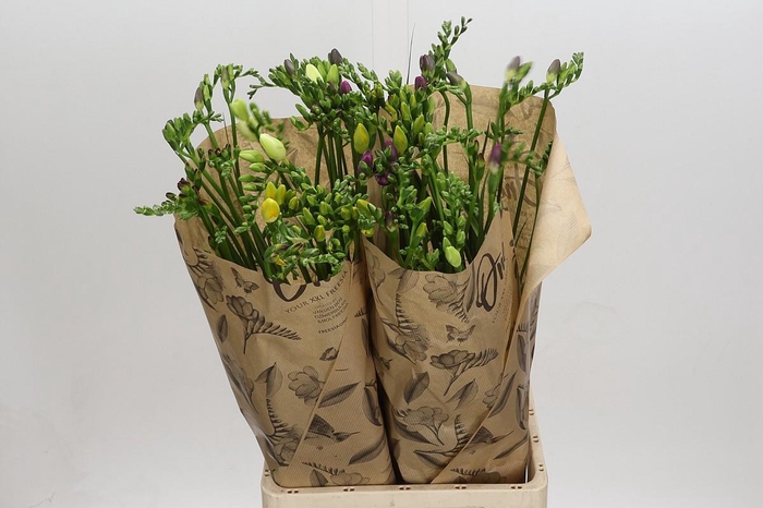 <h4>Freesia One XXL Mixed</h4>