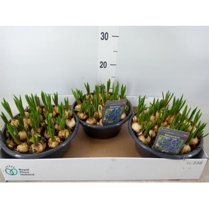 Muscari  'Big Smile'