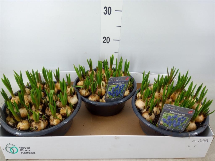 <h4>Muscari  'Big Smile'</h4>