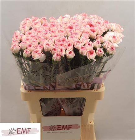 <h4>Di St Pastel Damascu</h4>