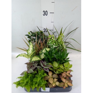 Planten  ..mix