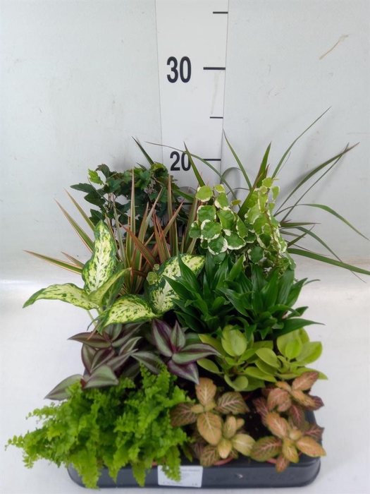 <h4>Planten  ..mix</h4>