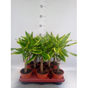 Dracaena frag. 'Yellow Coast'