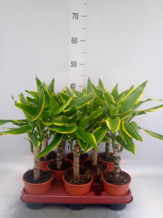 <h4>Dracaena frag. 'Yellow Coast'</h4>