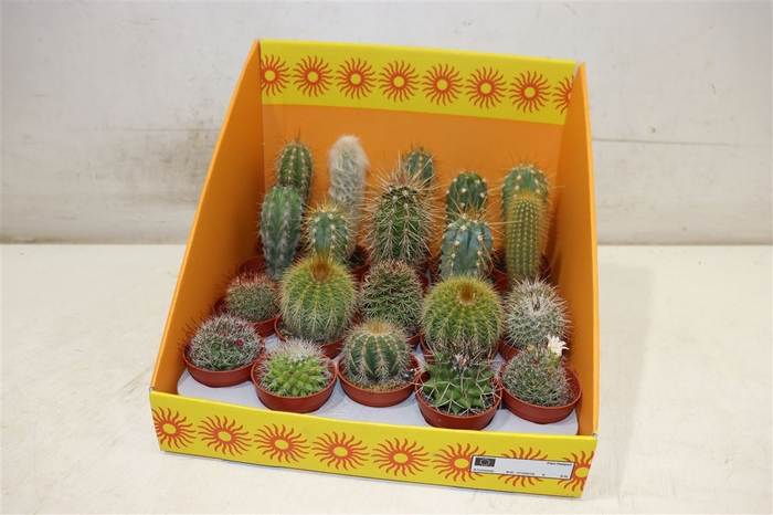 <h4>Cactus Gem 18 Srt</h4>