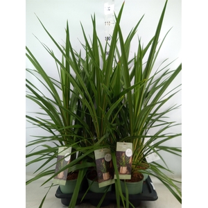 Cordyline indivisa 'Peko'