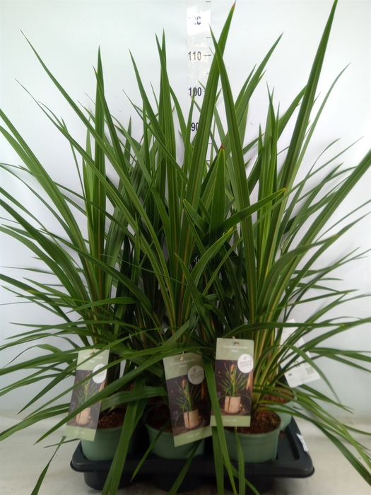 <h4>Cordyline indivisa 'Peko'</h4>