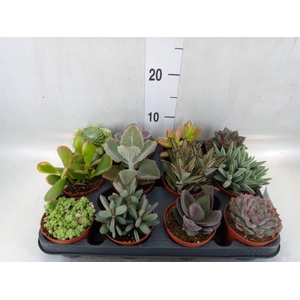 Succulents   ...