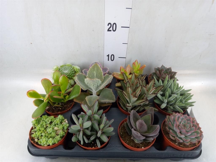 <h4>Succulents   ...</h4>
