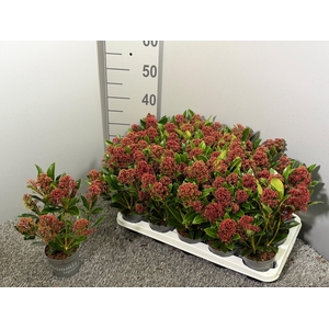 Skimmia japonica 'Rubella'