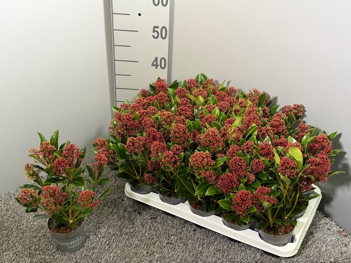 <h4>Skimmia japonica 'Rubella'</h4>