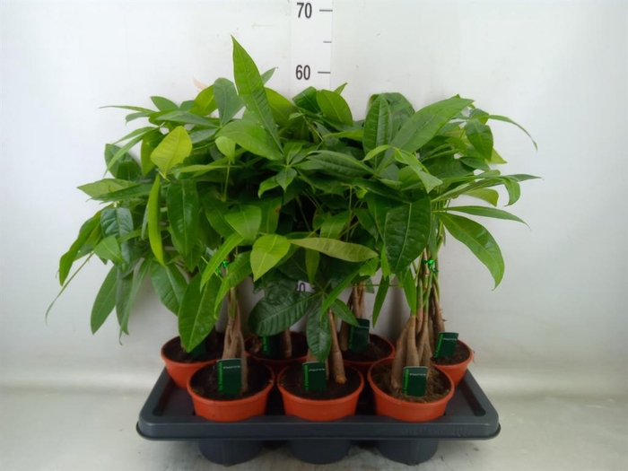 <h4>Pachira aquatica</h4>