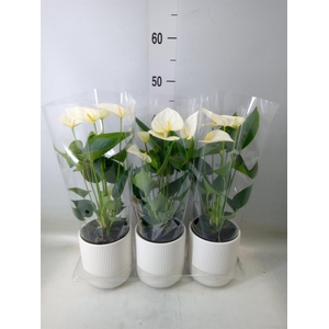 Anthurium  'Karma White'