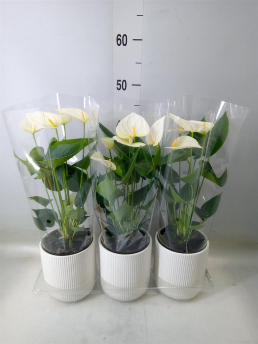 <h4>Anthurium  'Karma White'</h4>