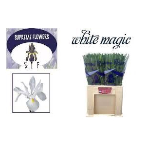 IRIS WHITE MAGIC